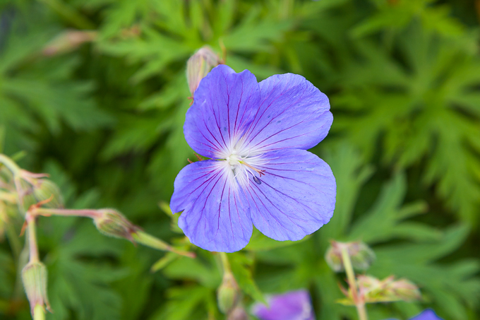 Flowers (31)